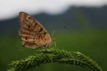 Obraz premium butterfly on the flower