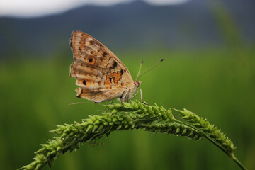 butterfly on the flower