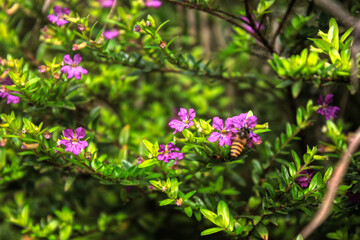 Fototapeta premium bee on the flower