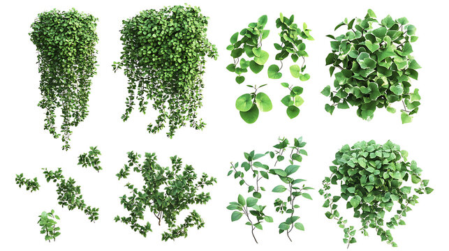 Set of cutout dichondra creeper plants and vines isolated on white realistic 3d rendering of lush green foliage natural design elements