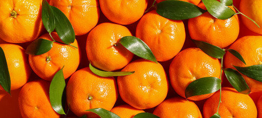 Many sweet mandarins with leaves on orange background
