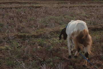 Obraz premium group of goat eating grass