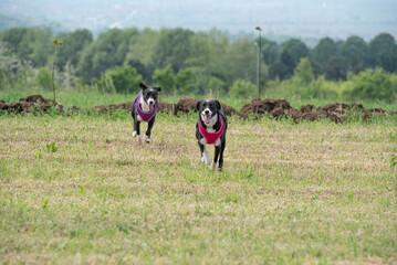 Black and white rescued dogs during obedience training