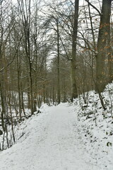 Fototapeta premium Chemin enneigé entre les hêtres de la forêt de Soignes à Woluwe-St-Pierre (Bruxelles) 