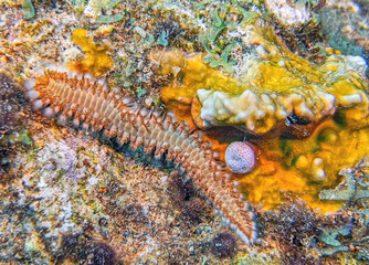 Hermodice carunculata, the bearded fireworm