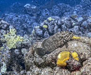 Mycteroperca bonaci, black grouper, © John Anderson