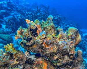 Caribbean coral garden, Bonaire in summer