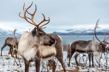 Reindeer in Norway