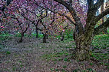 Central Park in spring, early morning
