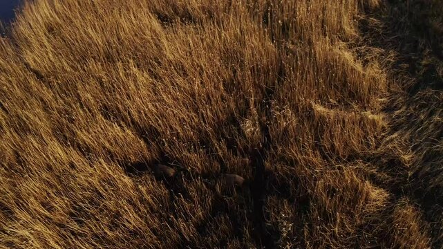 Wild Hogs in field