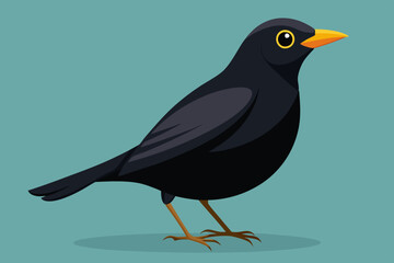 Beautiful alert black bird Turdus merula vector illustration