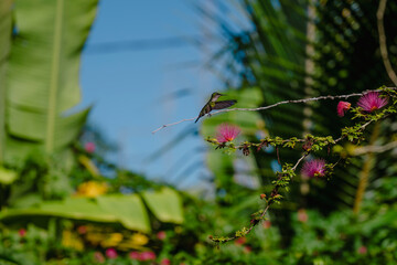Colibri Guadeloupe