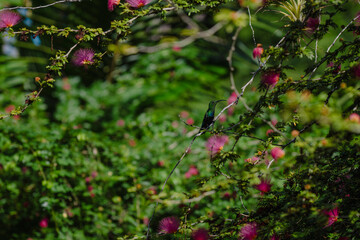 Colibri Guadeloupe