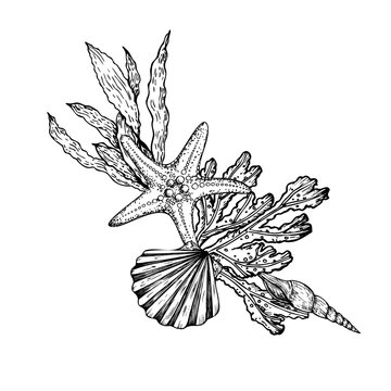 recommend clip art: Vector composition. Shell, pebbles stones, starfish, coral. Hand painted line seaweed, laminaria. Graphic rock clip art isolated on background. Underwater illustration. For designers, invitations