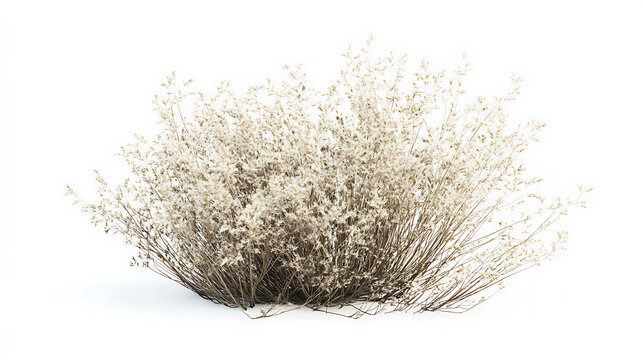 Delicate nassella tenuissima grass bush 3d illustration isolated on white digital plant render