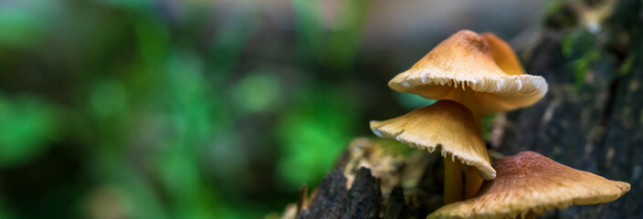 Forest mushrooms on tree trunk close up