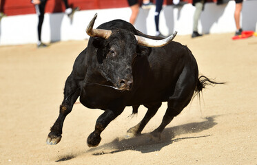 typical bull of spain
