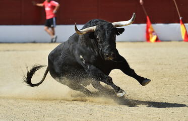 brave bull with big horns in a traditional spectacle of bullfight