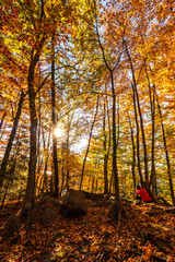 Autumn forest in the mountains. Colourful trees in autumn forest. Canada.