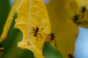Fourmis manioc de Guadeloupe