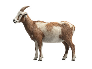 Fototapeta premium Realistic brown and white goat standing gracefully on a plain transparent background in a studio setting, showcasing its distinctive features and texture