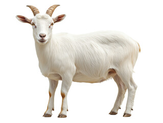 Fototapeta premium A white goat standing proudly in a serene setting isolated on transparent background