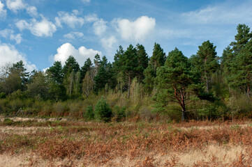 Beautiful autumn landscape. Travel, hiking, freedom, active lifestyle. Autumn in the forest.