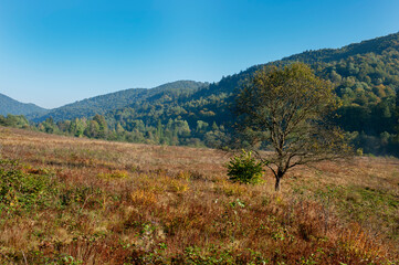 Beautiful autumn landscape. Travel, hiking, freedom, active lifestyle. Autumn in the forest.