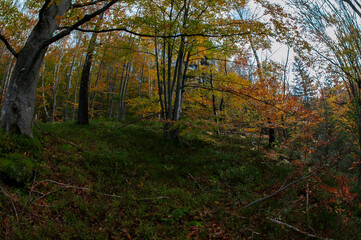 Beautiful autumn landscape. Travel, hiking, freedom, active lifestyle. Autumn in the forest.