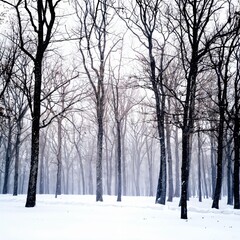 Winter Forest Serenity: Snow-Covered Trees in Misty Woods.  winter scene captures the quiet beauty of a snow-covered forest. Bare trees stretch skyward, their branches etched against a misty, soft-lit