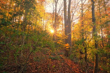 An autumn forest sunset in the evening on a mountain ridge in North Carolina.