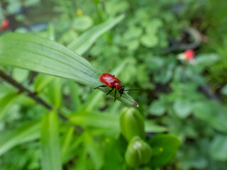 Close-up of adult scarlet lily beetle (Lilioceris lilii) sitting on a green lily plant leaf blade in garden with bright scarlet wings
