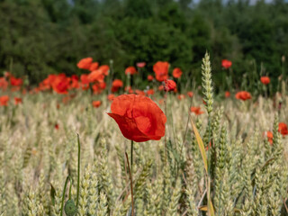 Obraz premium Close-up of wild poppies growing and flowering in wheat field in bright sunlight in summer