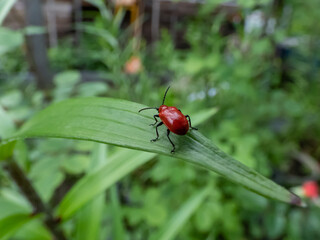 Close-up of adult scarlet lily beetle (Lilioceris lilii) sitting on a green lily plant leaf blade in garden with bright scarlet wings