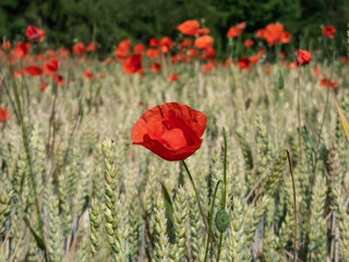 Close-up of wild poppies growing and flowering in wheat field in bright sunlight in summer