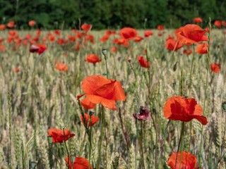 Close-up of wild poppies growing and flowering in wheat field in bright sunlight in summer