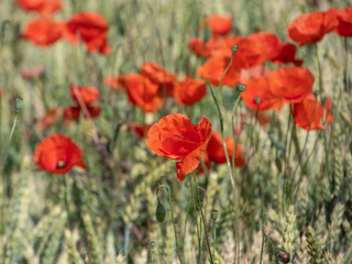 Close-up of wild poppies growing and flowering in wheat field in bright sunlight in summer