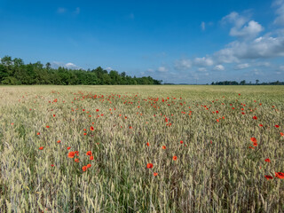 Wild poppies growing and flowering in wheat field in sunlight in summer