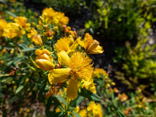 Bushy or dense St. John's wort (Hypericum densiflorum) growing in a park and flowering with bright yellow flowers