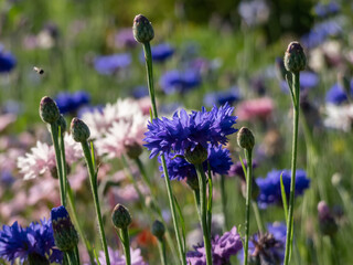 Close-up of the colourful cornflowers (Cyanus segetum Hill) growing in a garden