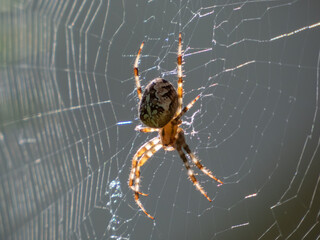 Close-up of the European garden spider, cross orb-weaver (Araneus diadematus) from the side hanging in the web with blurred background