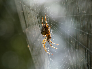 Close-up of the European garden spider, cross orb-weaver (Araneus diadematus) from the side hanging in the web with blurred background