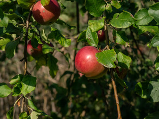 Close-up of a big, red apple growing on a branch of an apple tree surrounded with green leaves in bright sunlight in autumn