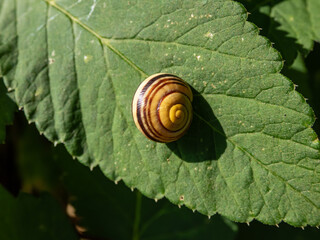 Close-up of striped snail - The white-lipped snail or garden banded snail (Cepaea hortensis) in a shell on a green leaf in bright sunlight