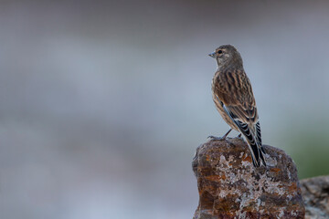 A female linnet perching on rough stone. Brown birds of finch family. Beautiful bird in natural environment.Carduelis cannabina.