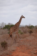 A giraffe walking along a red dirt road in Tsavo East National Park, Kenya. Surrounded by dry vegetation and an expansive savanna landscape under an overcast sky.