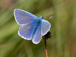 Common Blue.Polyommatus icarus