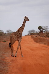 A giraffe walking along a red dirt road in Tsavo East National Park, Kenya. Surrounded by dry vegetation and an expansive savanna landscape under an overcast sky.