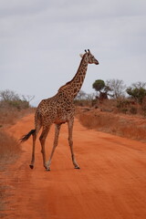 A giraffe walking along a red dirt road in Tsavo East National Park, Kenya. Surrounded by dry vegetation and an expansive savanna landscape under an overcast sky.