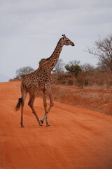 A giraffe walking along a red dirt road in Tsavo East National Park, Kenya. Surrounded by dry vegetation and an expansive savanna landscape under an overcast sky.